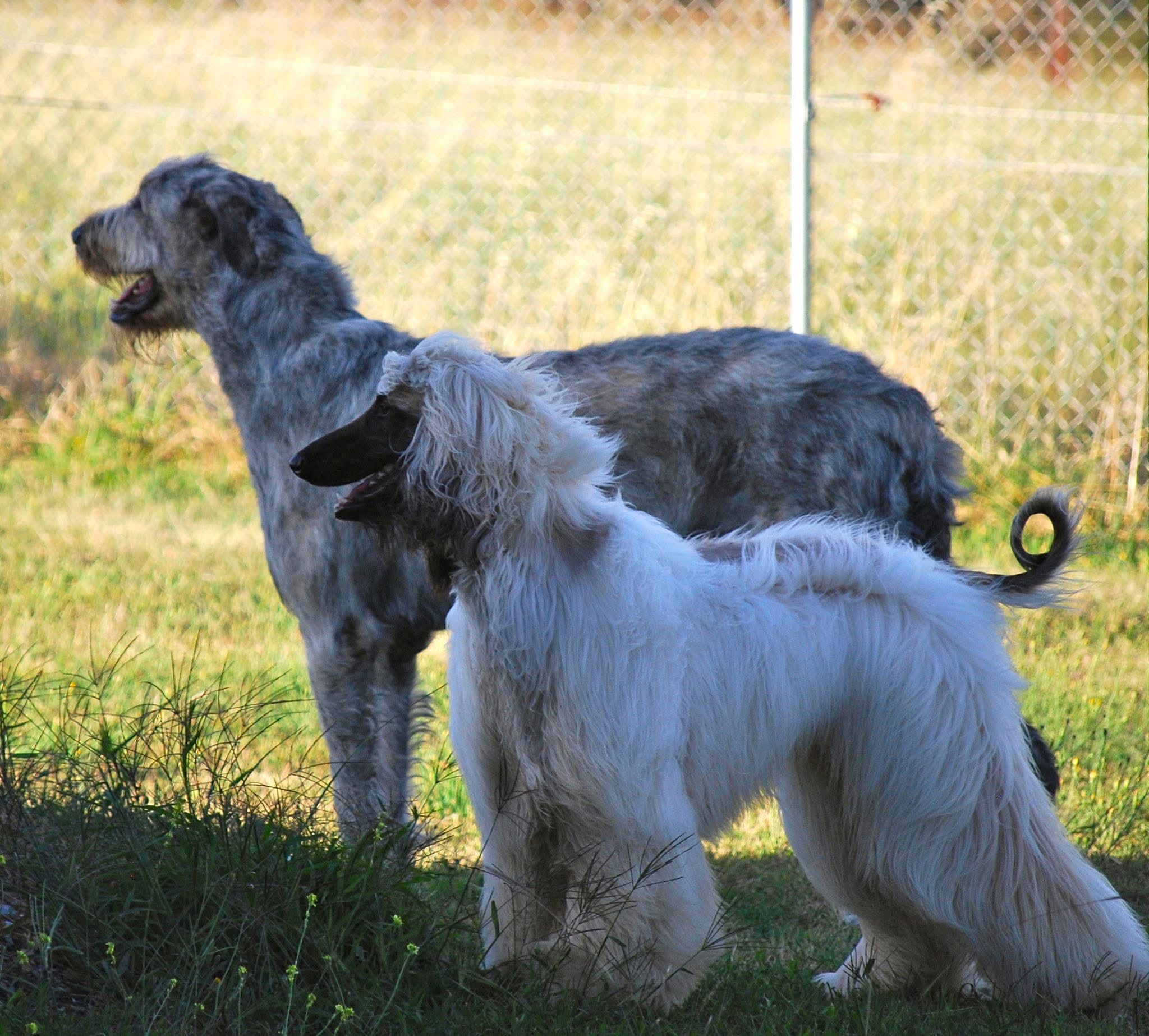 Keshwar Afghan Hounds and Irish Wolfhounds